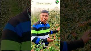 #Miss India#Apple# Ber#Nusrat#nursery #contact# #(8777547814)#(9153307436)#