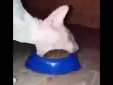 cat eats uranium and literally dies MOST VIEWED VIDEO