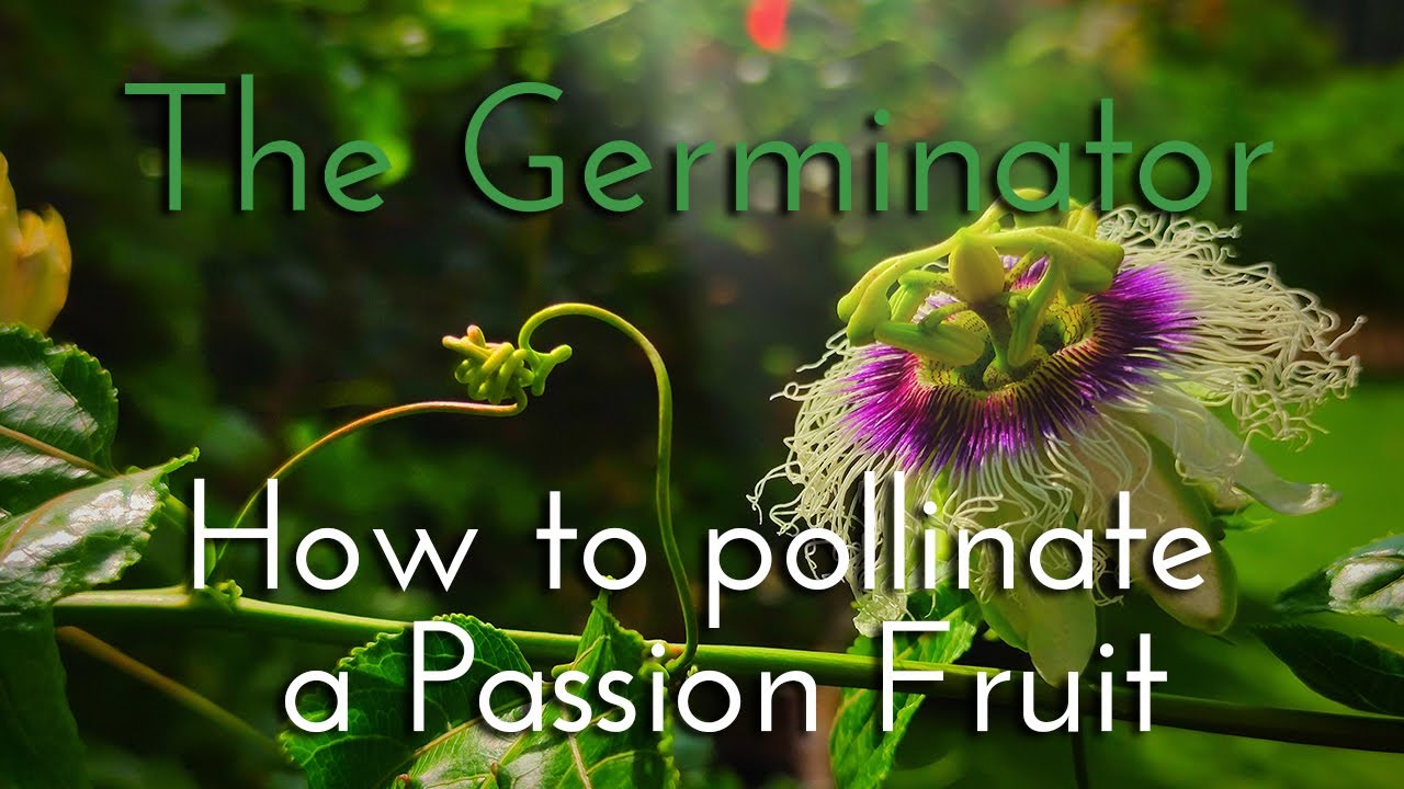 How to pollinate a Passion Fruit YouTube