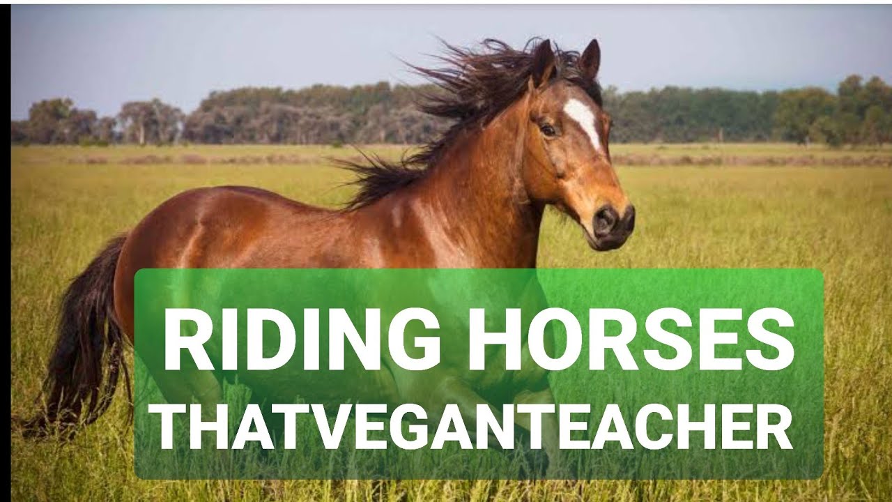 That vegan teacher RIDING HORSES YouTube
