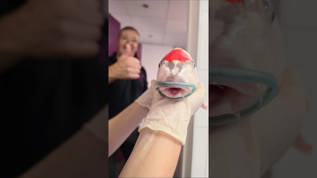 A Tiny Brace Saved This Koi’s Life