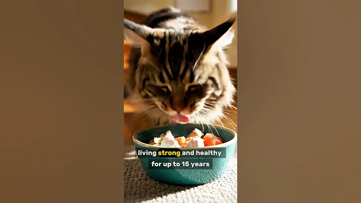 Video 11411611: maine coon meets, gentle giant cat, royal