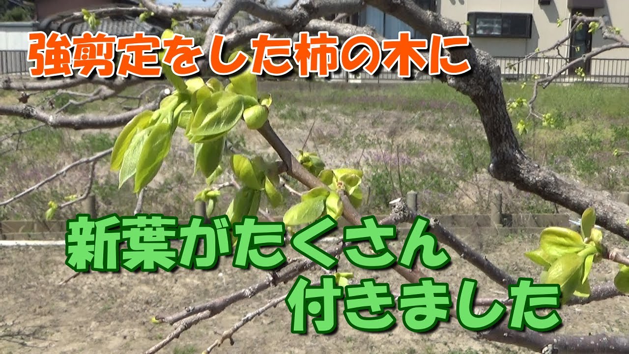 家庭菜園】果樹小ネタシリーズ㉖－強剪定をした柿の木に新芽が出てき