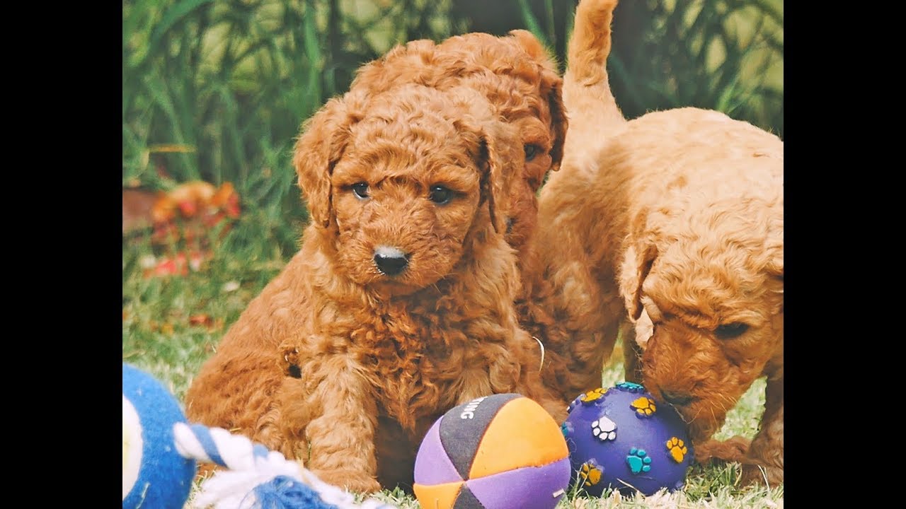 groodle for adoption