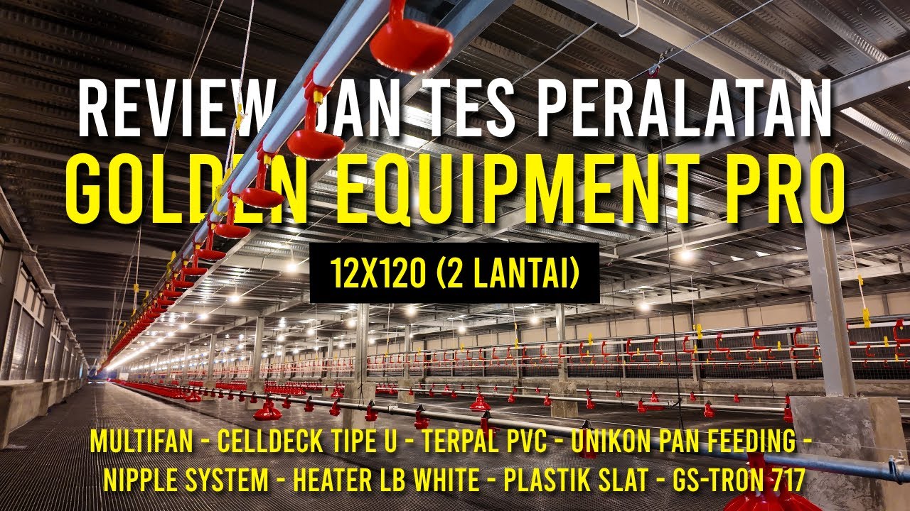 KANDANG PERDANA GOLDEN PRO DI MAKASSAR! Sudah Pakai Plastik Slat, Unikon Pan Feeder & GS-TRON 717!
