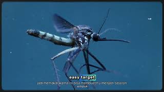 Colors Mosquitoes Love & Hate – What You Wear Matters!