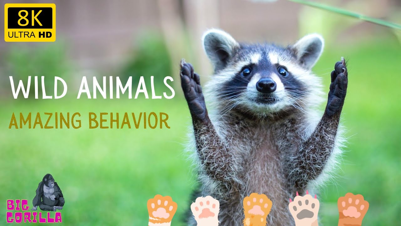 Wild Animal Amazing Behavior round pets | Big Gorilla