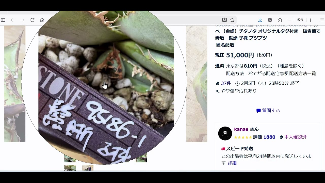 ヤフオクのアガベ詐欺屋！２０２６第一弾！詐欺屋よ消えろ！