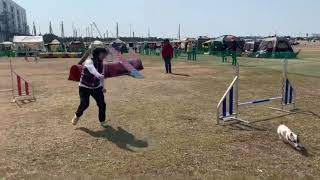 JKCアジリティー競技会  AG２