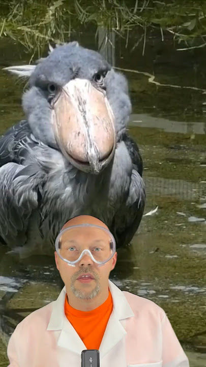 Dodo bird 2.0