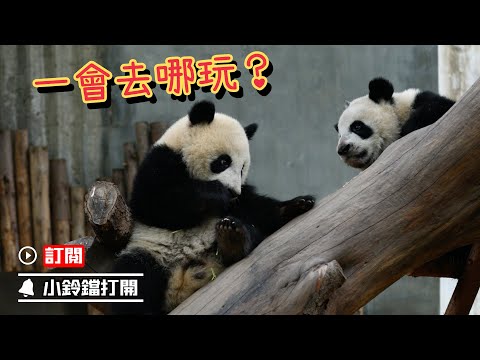 《熊貓早晚安》熊貓寶寶的悄悄話 | iPanda熊貓頻道