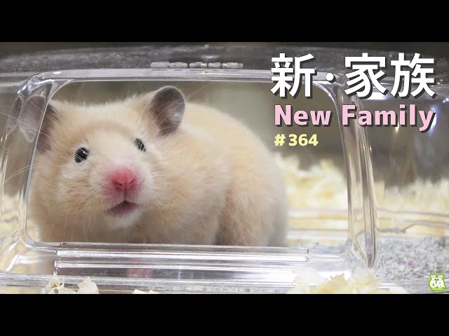 2代目きんちゃんをお迎えしました♪【子供ハムスター】 - YouTube