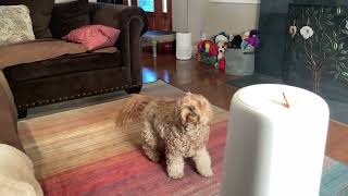 Eufy Dog Camera Review