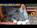 ▶ 7 Respuestas para entender a una GALLINA CLUECA 🐔 | Comportamiento, cuidados y alimentación