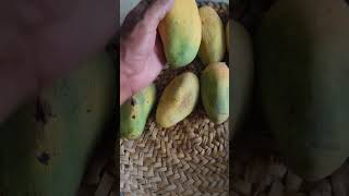 2025🥭Mango Fruits . #fruit #4kuhd #satisfying #garden #mango #mangofruit #shorts #agriculture #4k