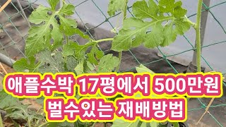 애플수박 17평에서 500만원 이상 벌수있는 재배방법및 순치는방법,수박키우기 수박순치기,순지르기,적심 전원일기,세상에이런일이 솔림농원 비닐하우스 텃밭 귀농귀촌