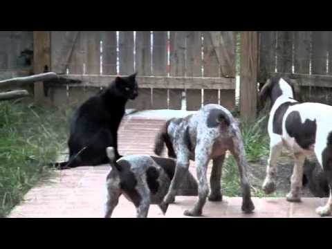 Dogs and Cats.m4v