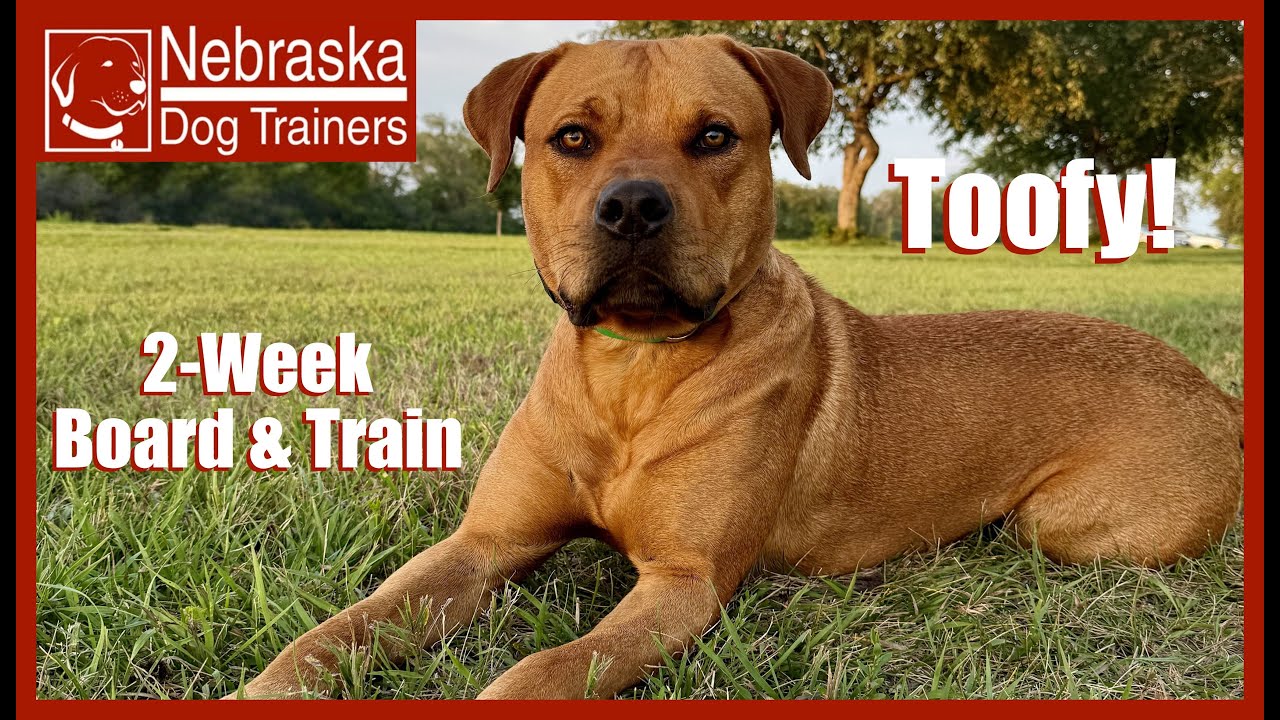 Black Mouth Cur Black Lab Mix: The Ultimate Guide [2024] - Dogsguide.blog