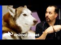Dr. Lavigne Operates On A Siberian Husky | The Vet Life