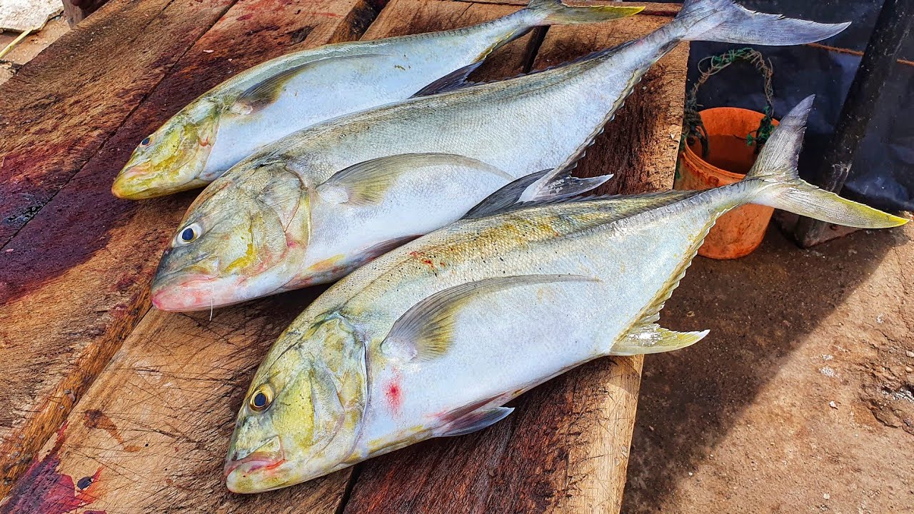 4 Trevally Fish Cutting Into 100 Pieces Fresh Yellowfin Trevally Fish 4-trevally-fish-cutting-into-100-pieces-fresh-yellowfin-trevally-fish