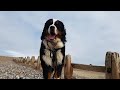 Yogi the Bernese Mountain Dog - 4 Weeks Residential Dog Training