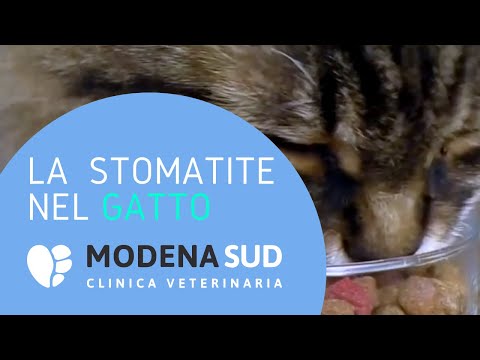 Video: Malformazione Dello Smalto Dei Denti Nei Gatti