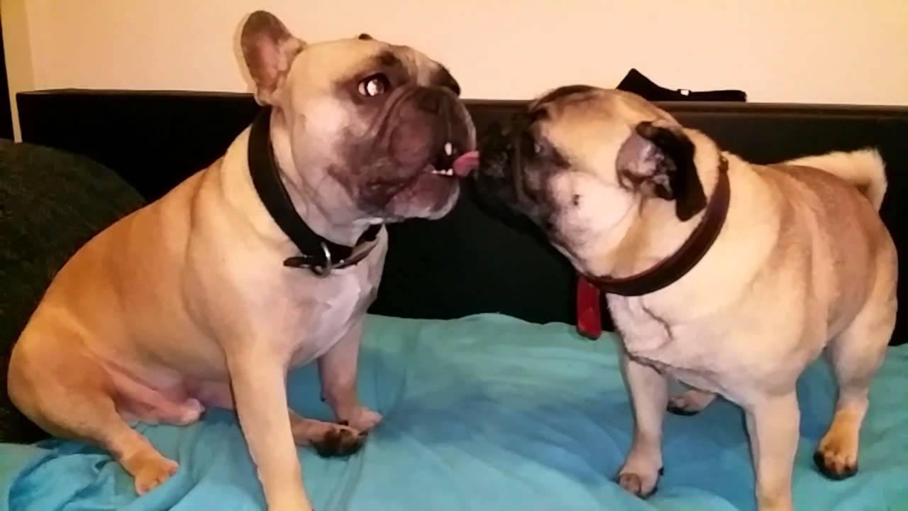 french kisses bulldogs
