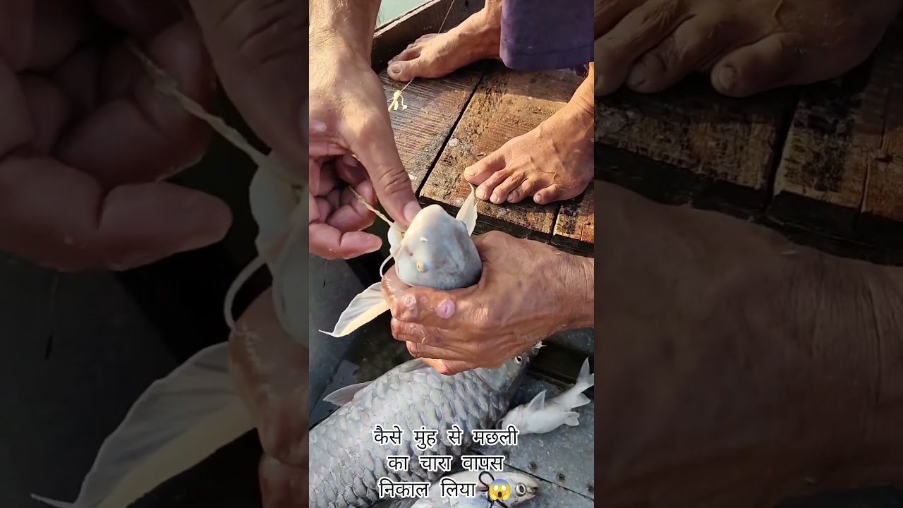 मछली ने चारा निगला, फिर हाथ से निकाला! LIVE एक्सपीरियंस 🐠✋ 
