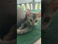 Cute Kitten With Mom 🐈😻