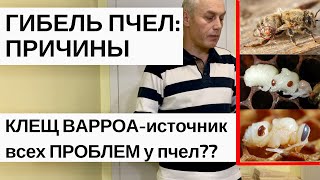 ГИБЕЛЬ ПЧЕЛ: ПРИЧИНЫ//КЛЕЩ ВАРРОА//ВАРРОАТОЗ ПЧЕЛ