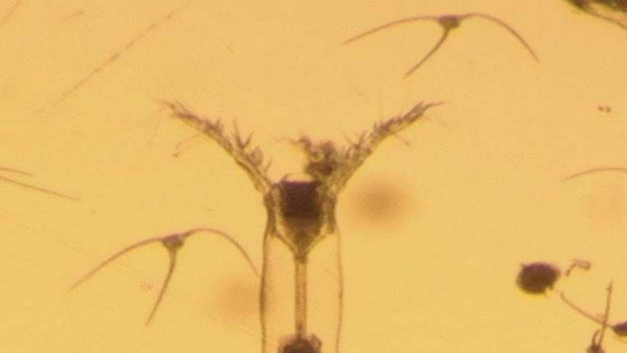 Canadian Monster? New Eight-Legged Species Found Underneath Arctic Ice