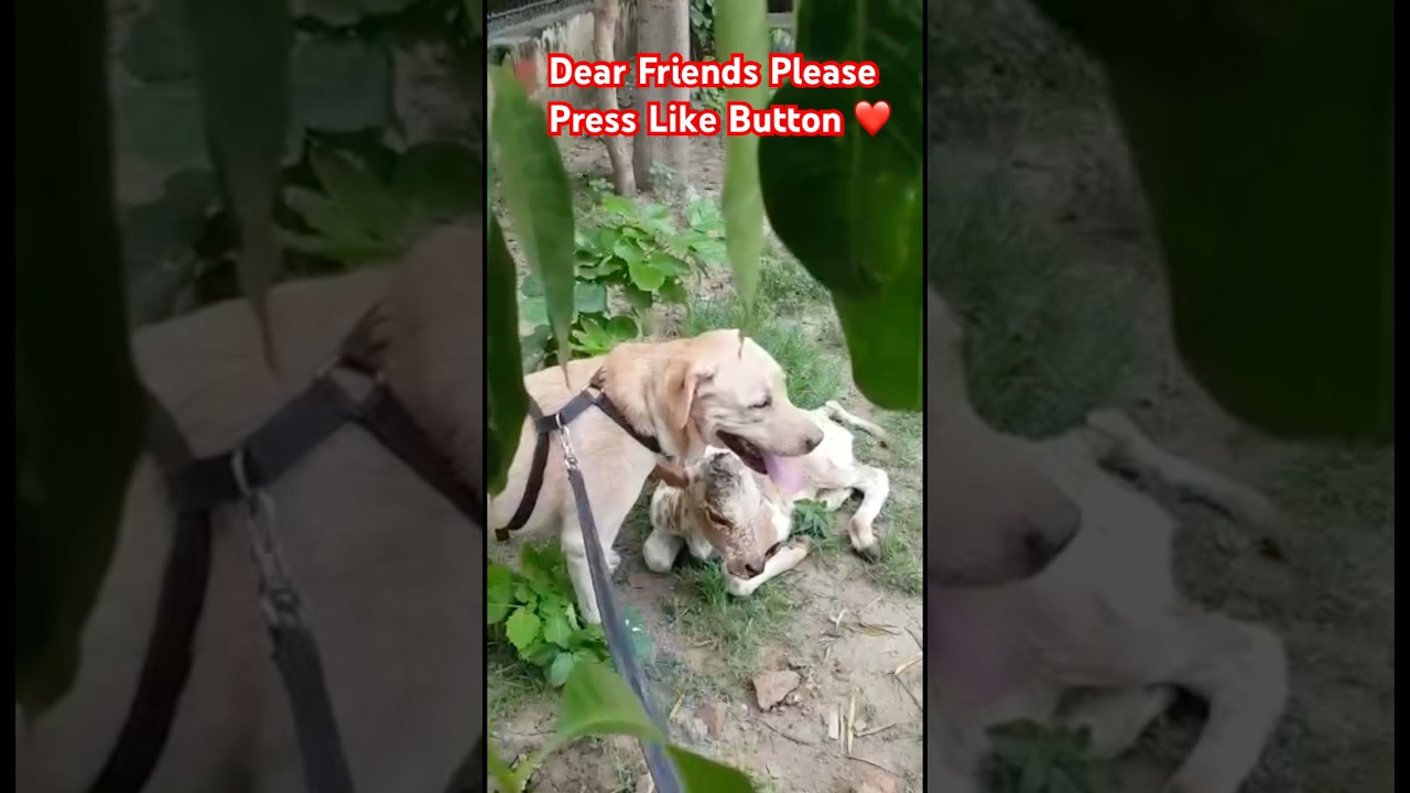 I’m With My Best friend।Strong Bonding।