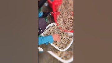 Tôm Càng Xanh | Cách Lựa Tôm Cực Đỉnh Ở Miền Tây #shorts #tomcangxanh