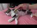 保護猫　保護して７３日目　はじめてのブラッシング　【ねこ cat】