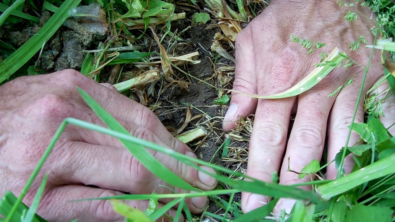 Kasco EcoDrill for Food Plots YouTube