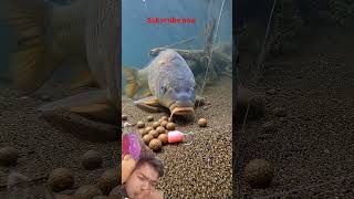 crazy fish bite 😱 underwater shorts video net fishing