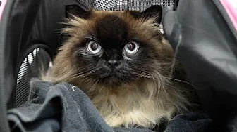 This is The Sweetest Most Placid Cat I've Ever Met 😍 | Himalayan