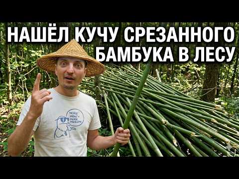 Случайная находка в лесу: теперь у меня будут крутые бамбуковые удочки