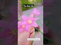 Rain lily 🌸#botany #viralshots #viralvideo #shorts#plantsciences