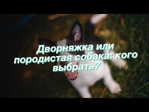 Дворняжка или породистая собака: кого выбрать?