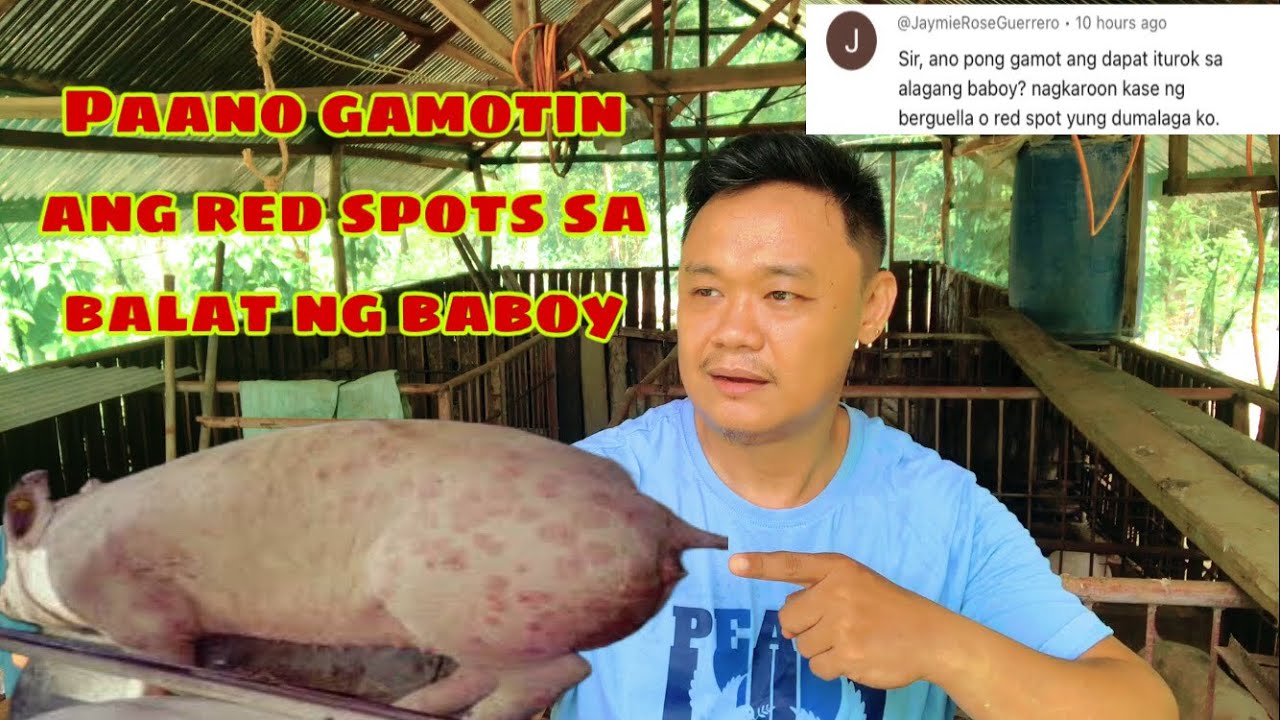Ano ang sanhi at paano gamotin ang red spots sa balat ng baboy | Ryan Patenio