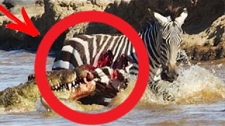 ТОП 20 Ужасное нападение крокодила на зебру, антилопу, бородавочника, льва / Подборка 2016