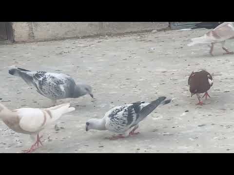 شرح جرد الفراخ