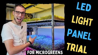 BLUE or YELLOW LED Lights?? Which Grows Better Microgreens!? (Purple Kohlrabi)