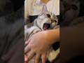 【猫動画】パパとママで態度が違いすぎる猫！笑 #shorts