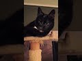 Thoughtful Cat Stateofkansass Cat Funny Funnycats Catvideos Shortsfeed Shorts Shortsfeed 