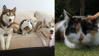 Cutes cats| Cutest dog & cat in the world | Cute dogs clips #6 by The Secret Life Of Pets 2,779 views 6 years ago 6 minutes, 18 seconds