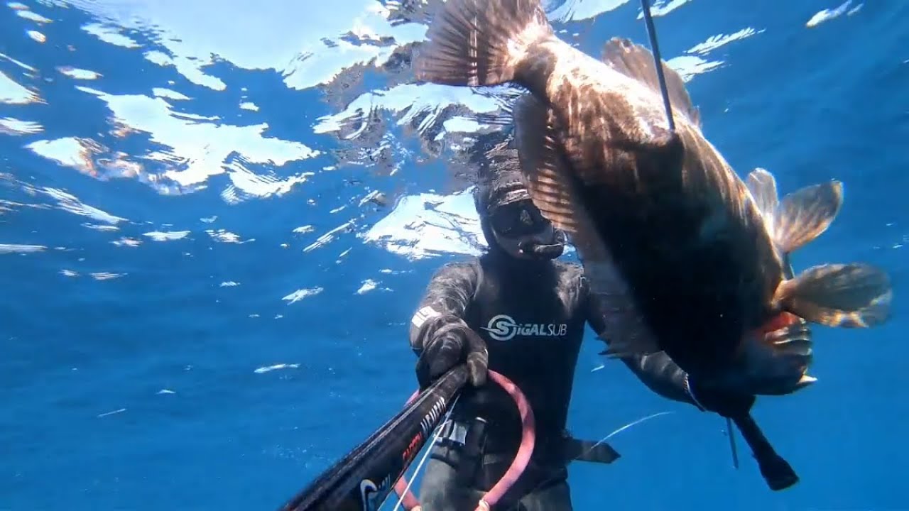Winter Spearfishing in Greece 2020 Χειμερινό Ψαροντουφεκο 2020 Sigalsub