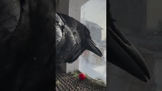 #Воронгоша #Aboutbirds #Animal #Raven #Crow #Birdtraining