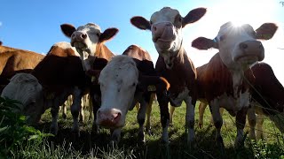 (4K) Cow videos ver.2 🐮🐄 Cows mooing & grazing in a field 🌿 Nature sounds & white noise 🌾 Relaxing 🍂